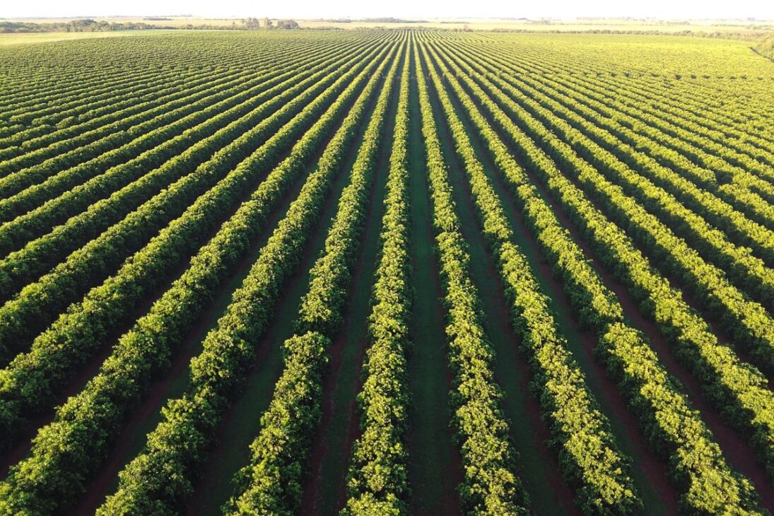 O maior pomar de laranjas do Brasil: a gigante de São Paulo com 40.000 hectares e 29 fazendas