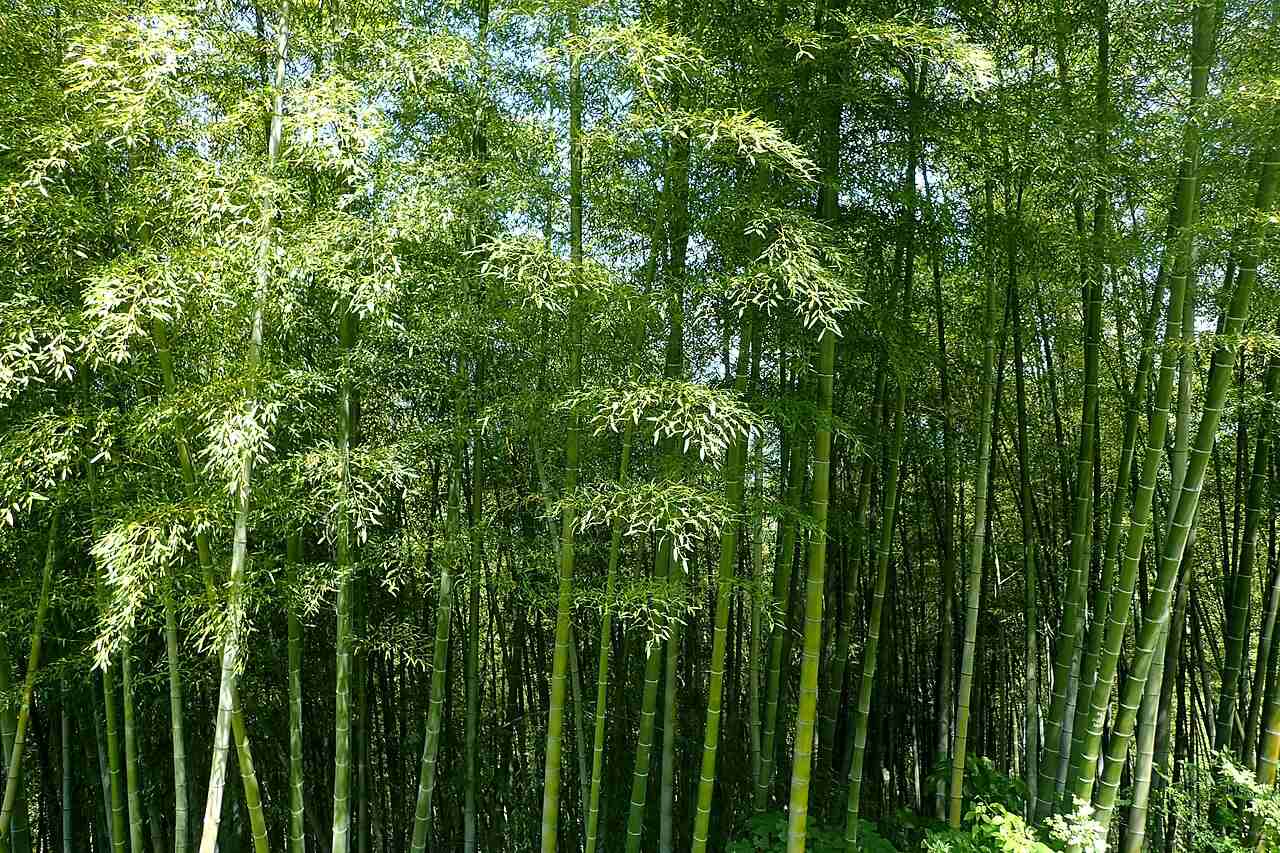 Bambu Mossô, bambu, planta