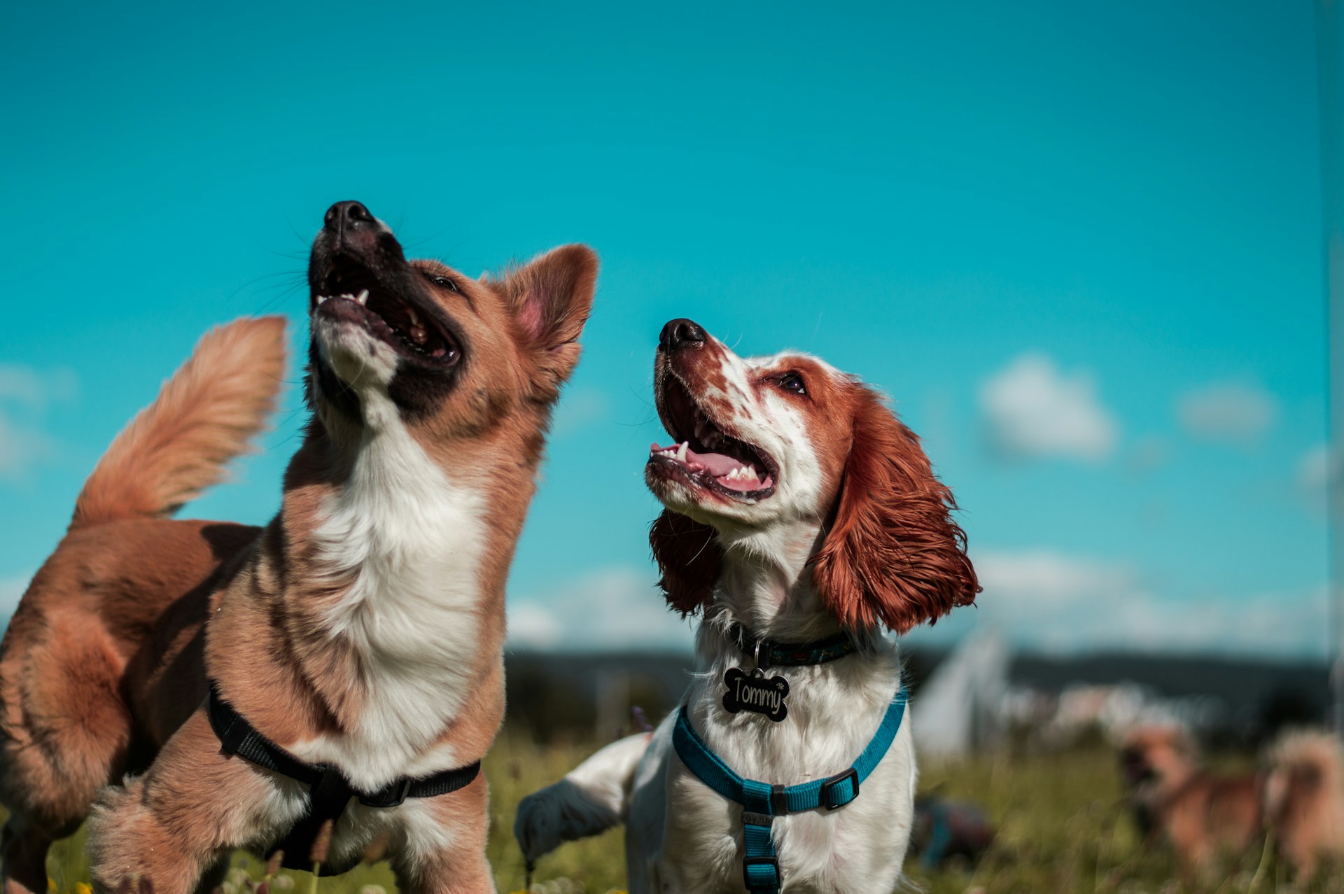 Cães, Passeios, Irã