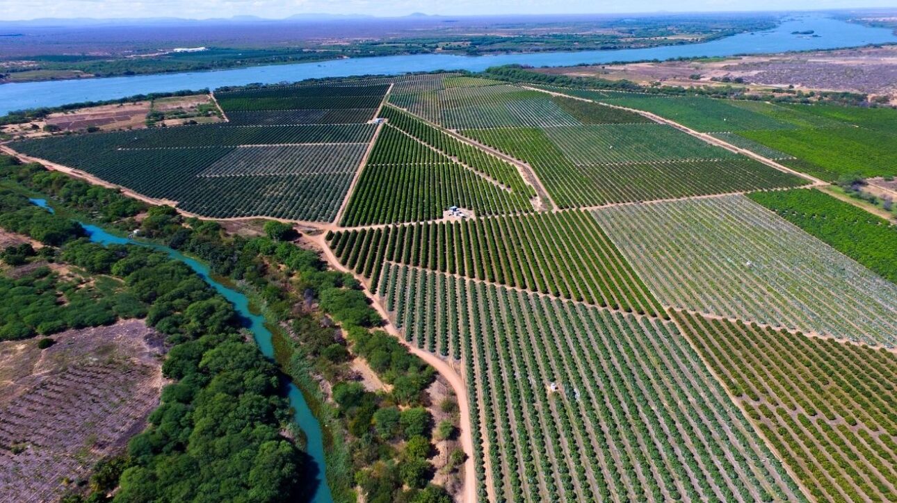 Vista aérea da maior fazenda de mangas do Brasil, com lavouras irrigadas pelo Rio São Francisco e produção voltada à exportação.