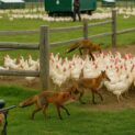 Produtor rural armado protege galinhas criadas soltas em fazenda australiana contra ataque de raposas em área de pasto rotativo com galinheiros móveis ao fundo