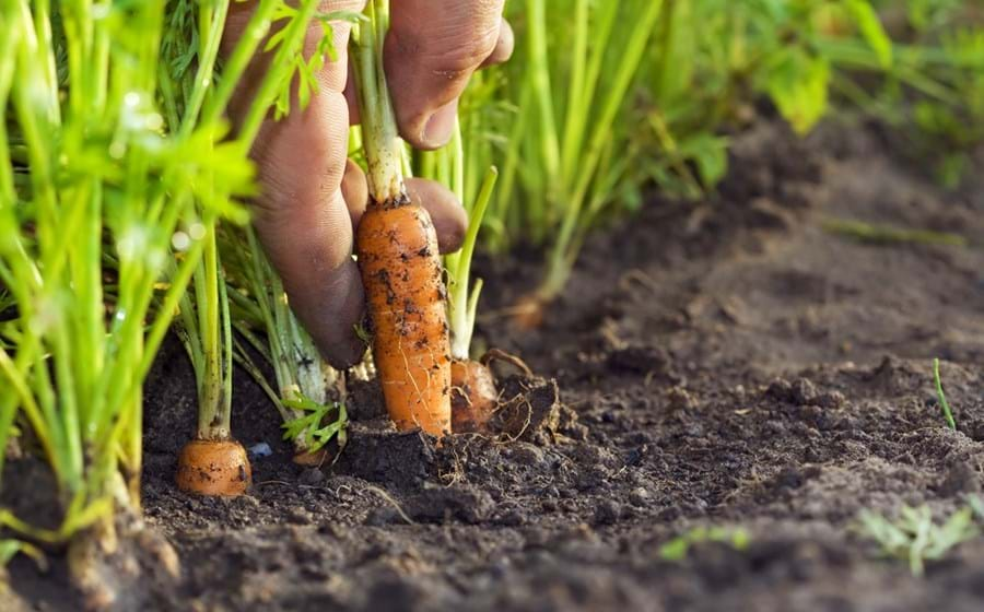 Cristiano Ronaldo transforma fazenda em Portugal no maior império agrícola do país, investindo milhões e revolucionando o mercado com inovação.