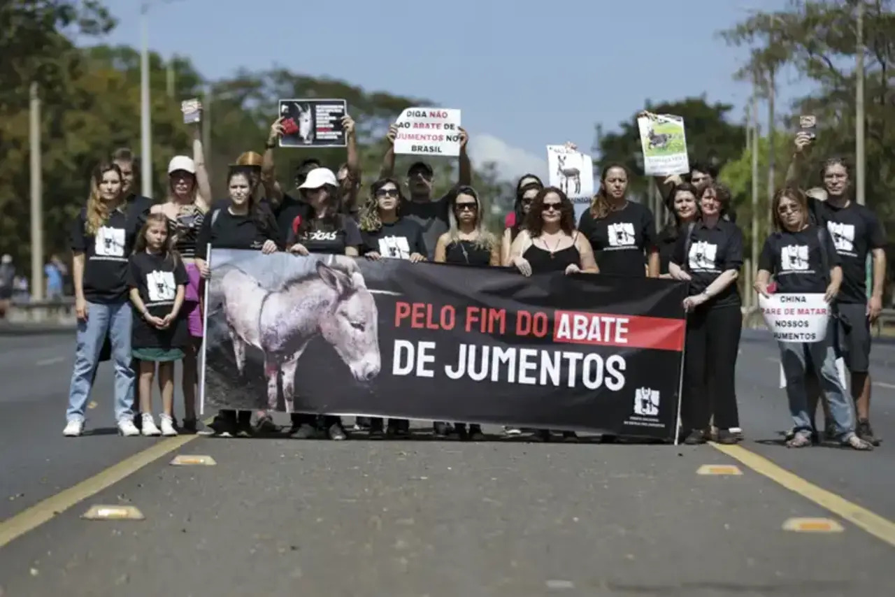 Jumentos, Brasil, China, Extinção, Abates