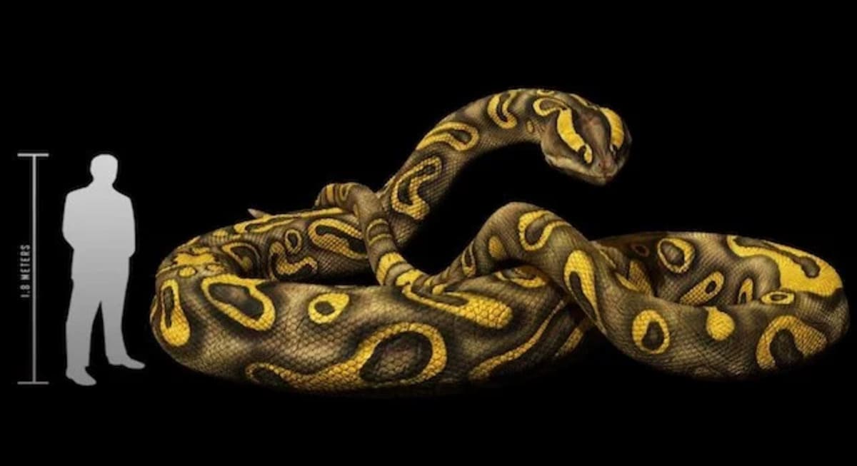 cobra