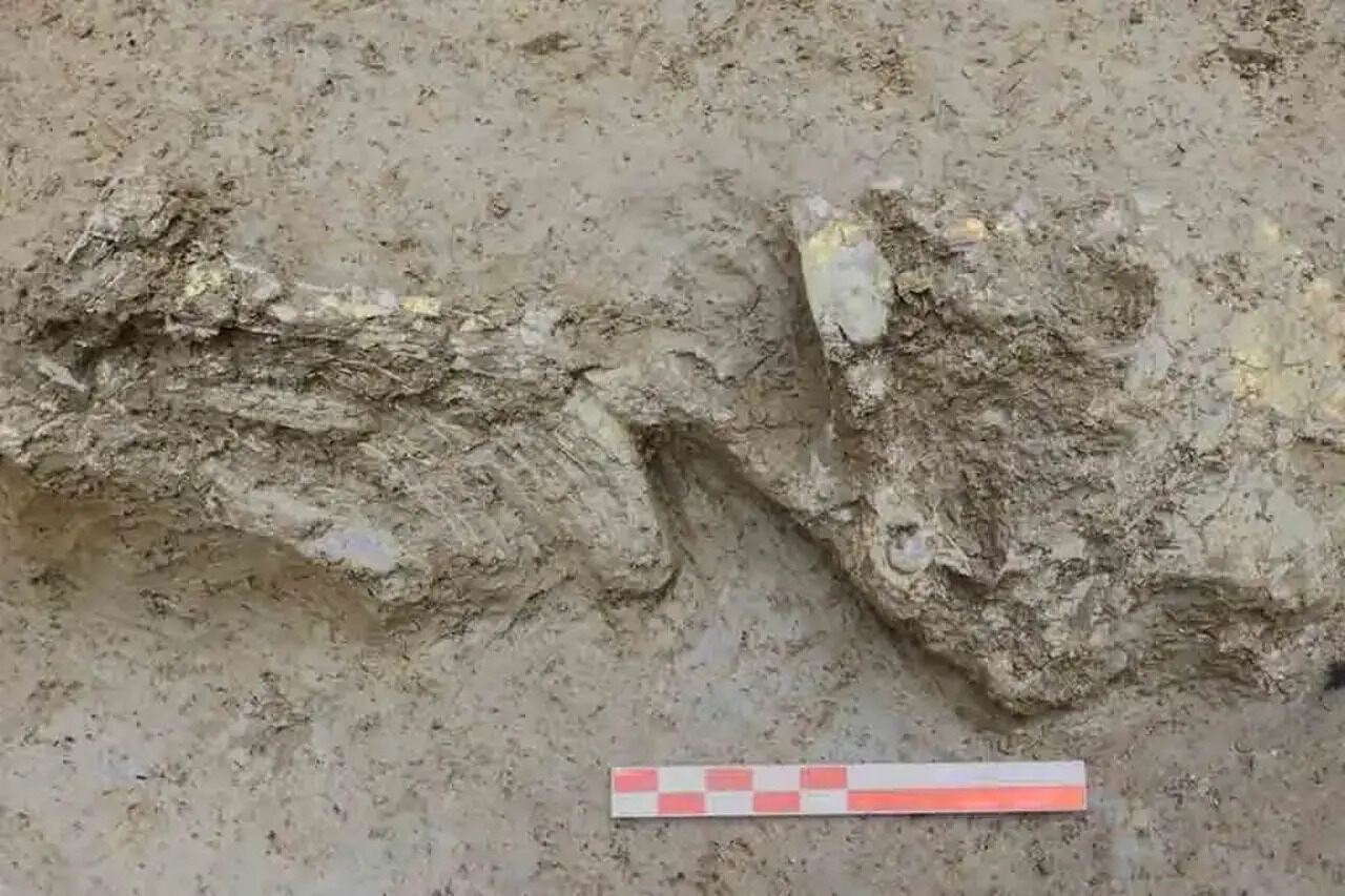 Bebê, Idade do Cobre, DNA
