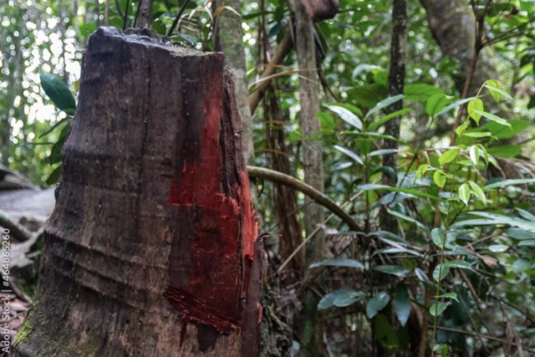 A árvore vermelha que deu nome ao Brasil se estendia por 3 mil km de costa, foi explorada por 300 anos e foi trocada por machados e espelhos