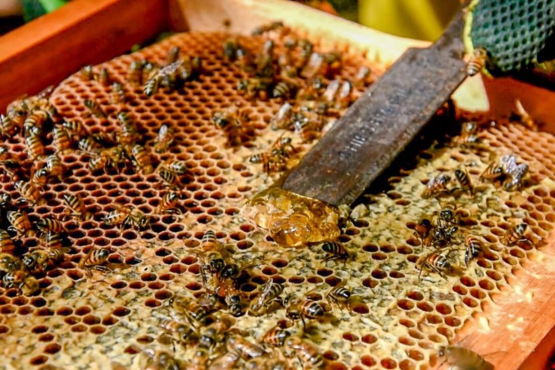 A ciência por trás do mel, o único alimento do mundo que, se guardado corretamente, nunca estraga