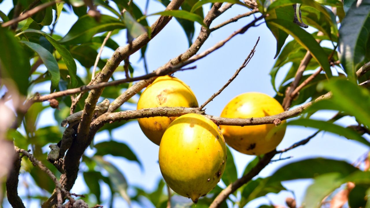 Conheça a trajetória do abiu, fruta exótica da Amazônia, que se tornou sucesso nas feiras paulistas e símbolo de inovação na fruticultura familiar.
