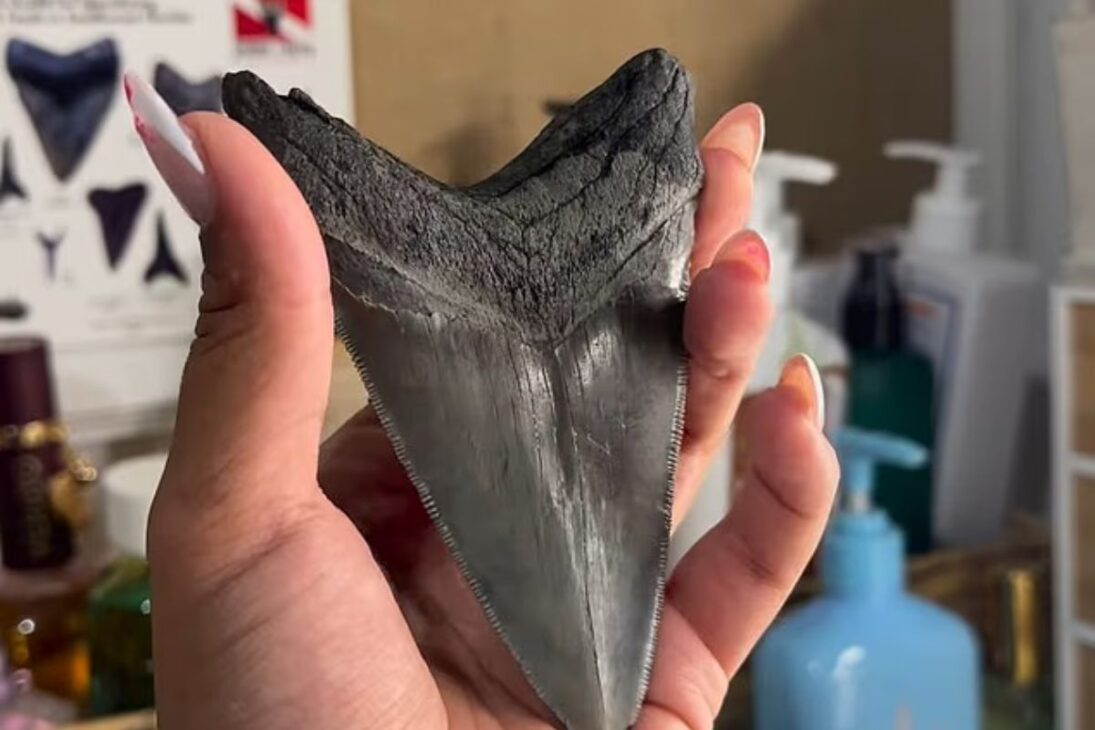 Achado raro: mulher encontra dente gigante de Megalodon enterrado em praia da Flórida