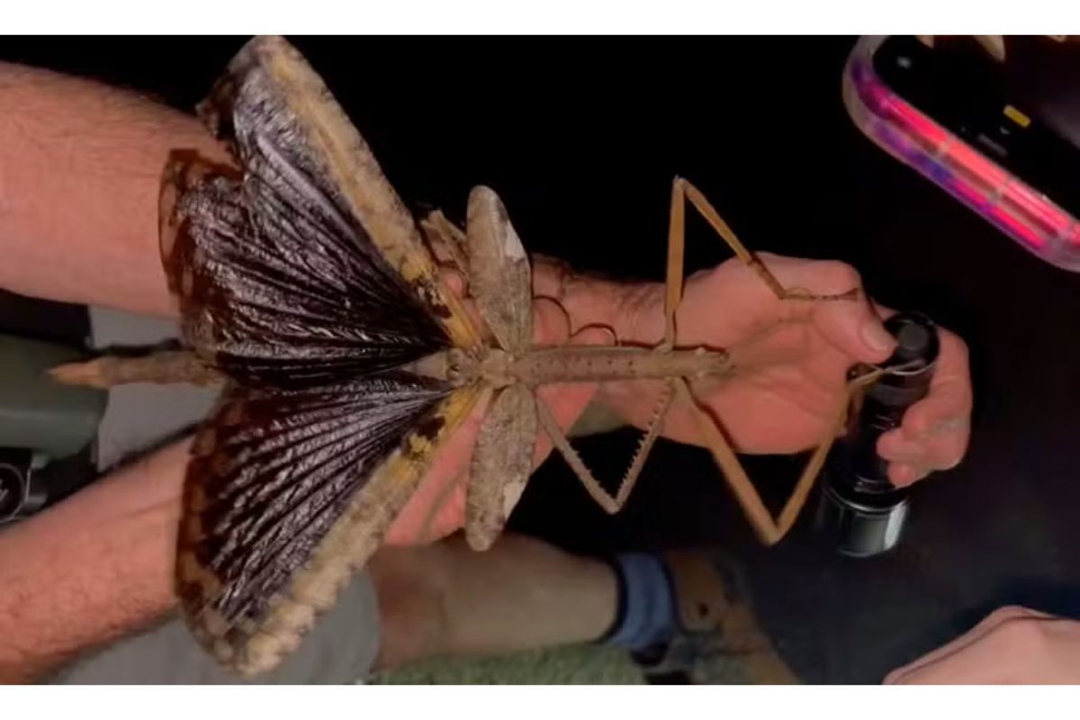 Cientistas acham nova espécie de inseto gigante na Austrália de 40 cm após foto viral e descobrem que ele pode ser o maior já visto 