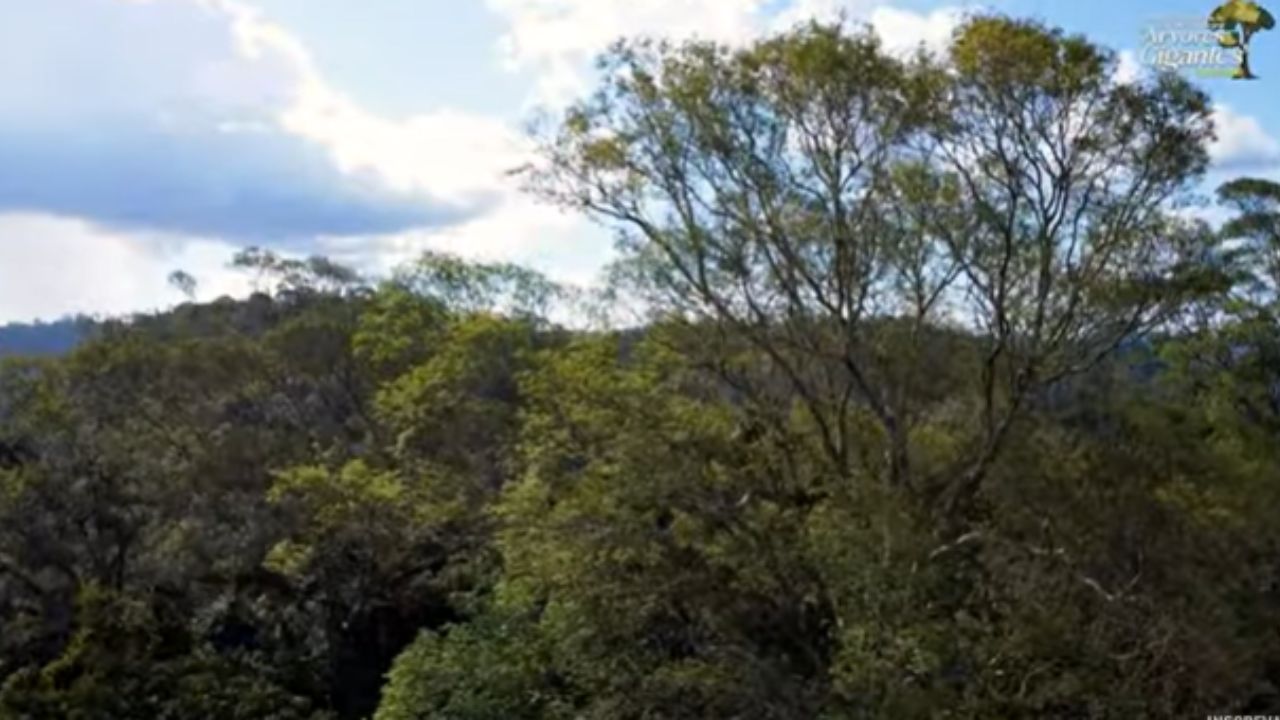 Descubra como drones e sensores criam a "Internet da Selva" para monitorar a árvore mais alta da Amazônia em tempo real e protegê-la de ameaças.