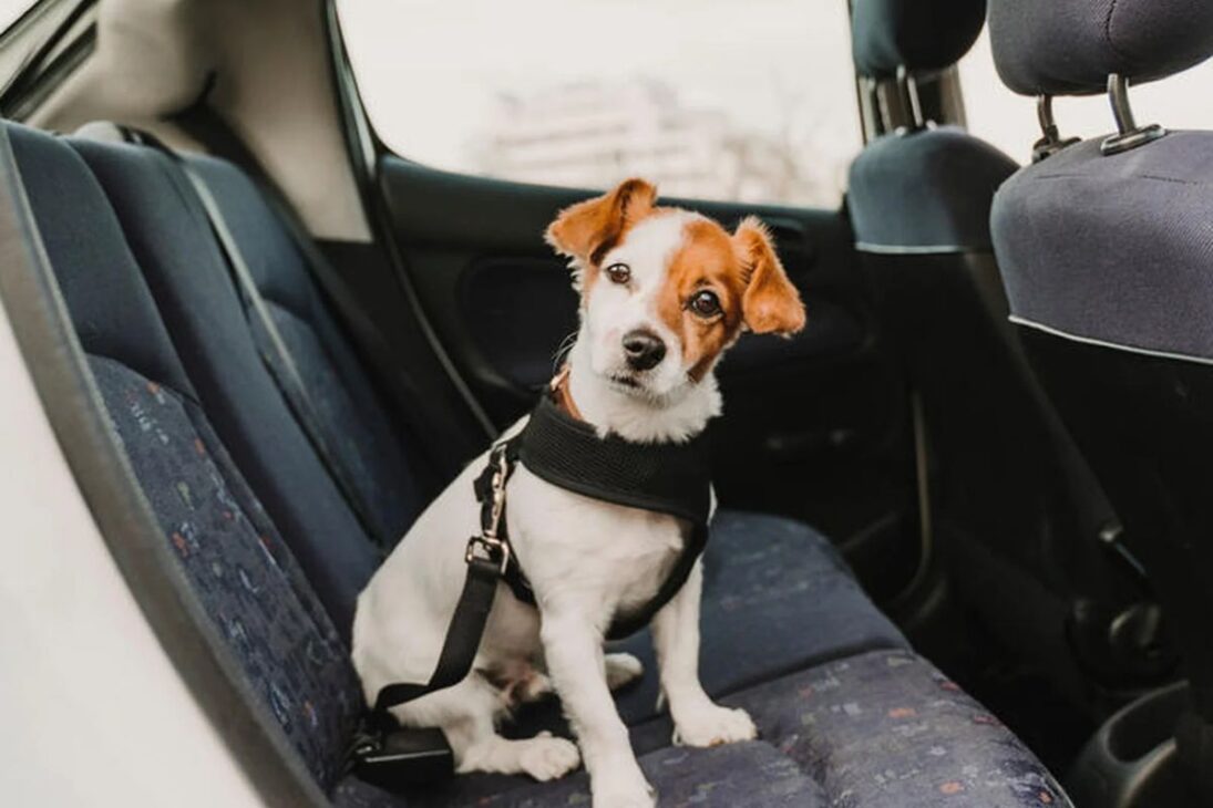 Dirigir com animais no banco da frente pode render multa e 4 pontos na CNH