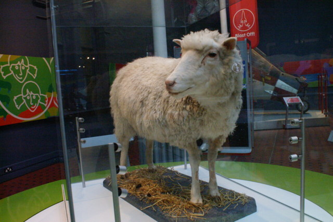 Ovelha Dolly, Dolly, Clonagem