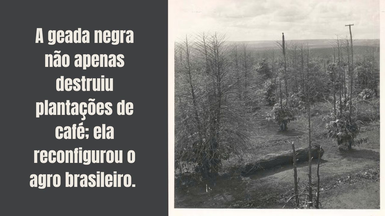 A geada negra de 1975 destruiu milhões de pés de café no Brasil e transformou o agro para sempre. Entenda esse fenômeno!