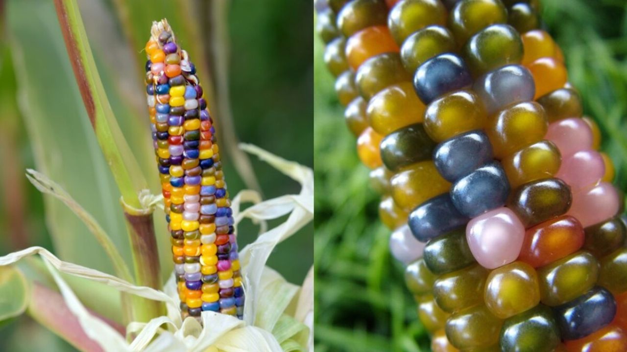 Conheça o milho que parece vidro: uma variedade colorida, rara e cheia de potencial para o mercado agrícola e ornamental. Veja como cultivar e onde ele pode brilhar.