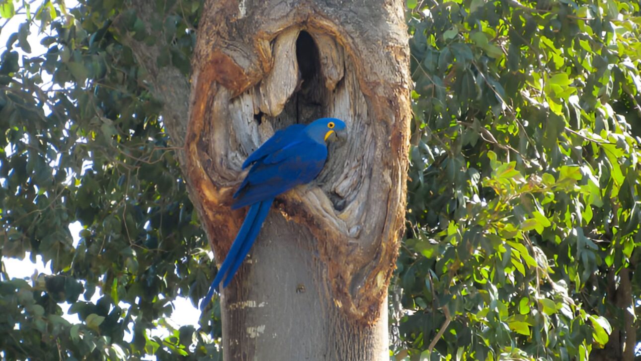 A maior arara-azul do mundo vive no Pantanal, tem 1 metro de envergadura e está em risco. Descubra por que ela é tão especial e rara. (Imagem: instituto arara-azul)