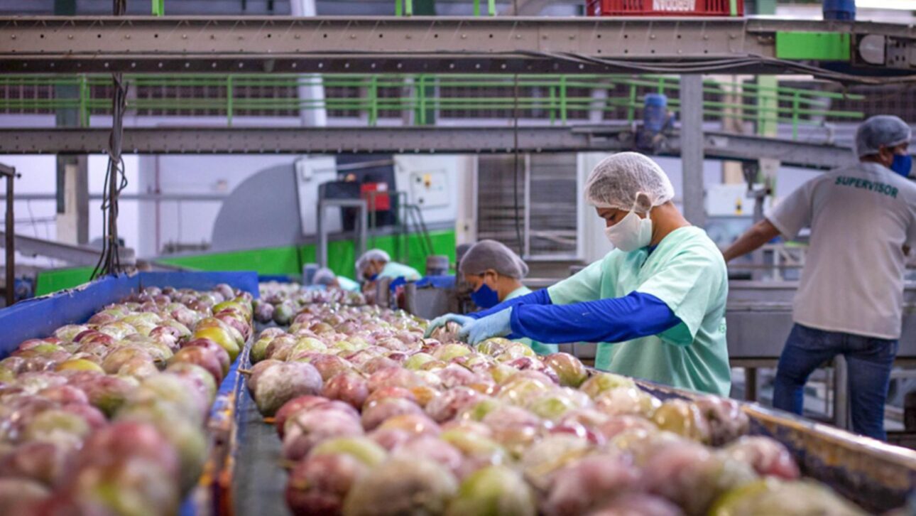 Manga lidera as exportações do Brasil em 2025 e impulsiona o agronegócio brasileiro. (Imagem/ site embrapa)