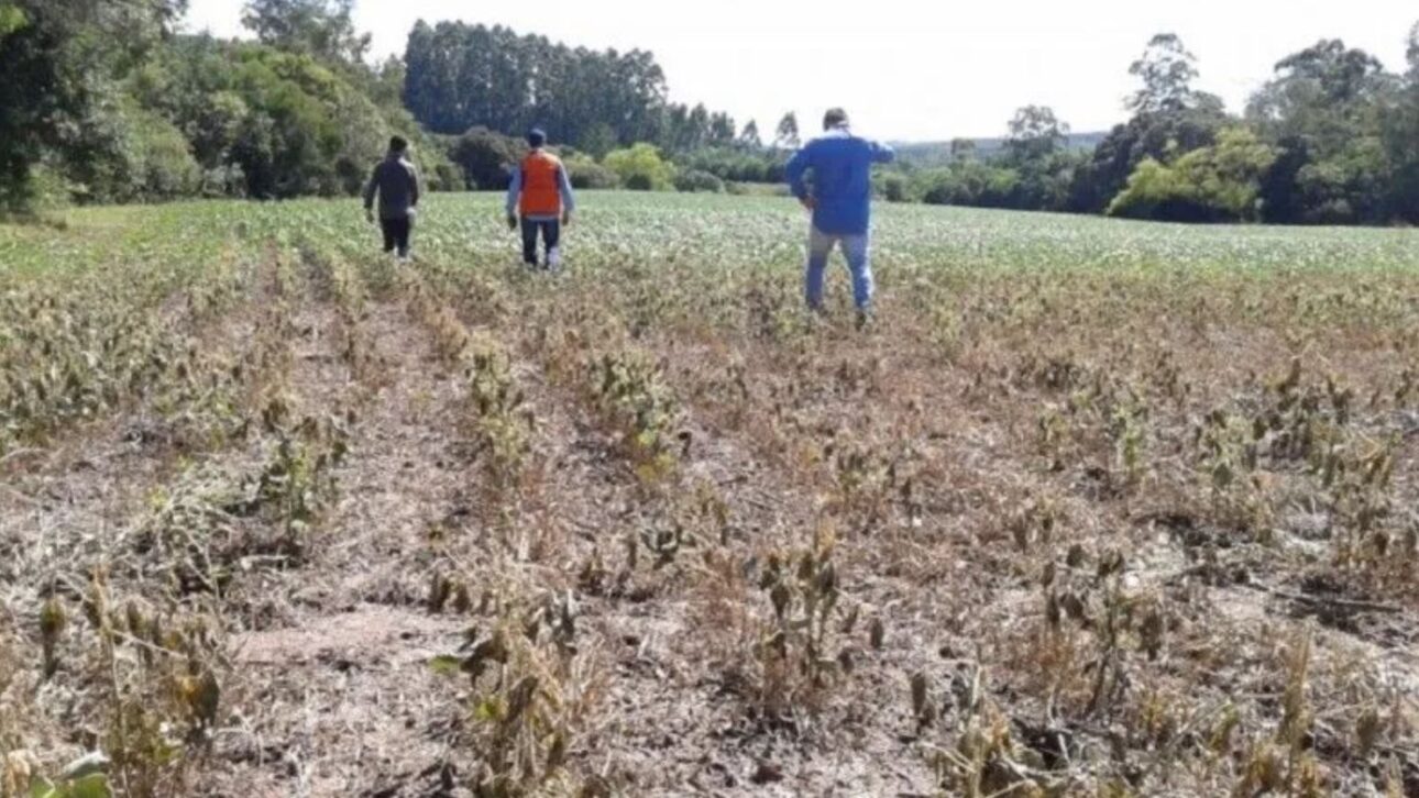 Produtores rurais do RS enfrentam dívidas bilionárias após estiagens e enchente. Projeto de securitização pode ser a saída. (Imagem: Defesa Civil do RS)