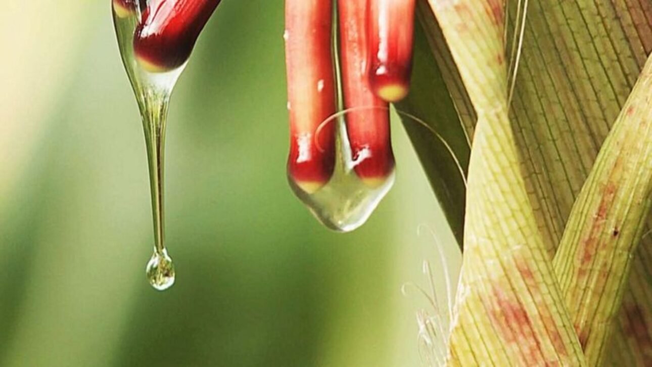 Planta tem raízes aéreas com um muco que faz a fixação do nutriente. (foto – Alan Bennett)