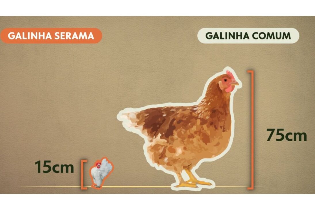 Menor galinha do mundo vira pet de luxo no Brasil: ovos chegam a R$ 3 mil a dúzia