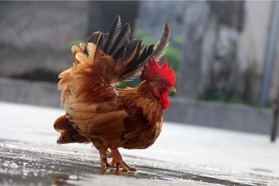 Menor galinha do mundo vira pet de luxo no Brasil: ovos chegam a R$ 3 mil a dúzia