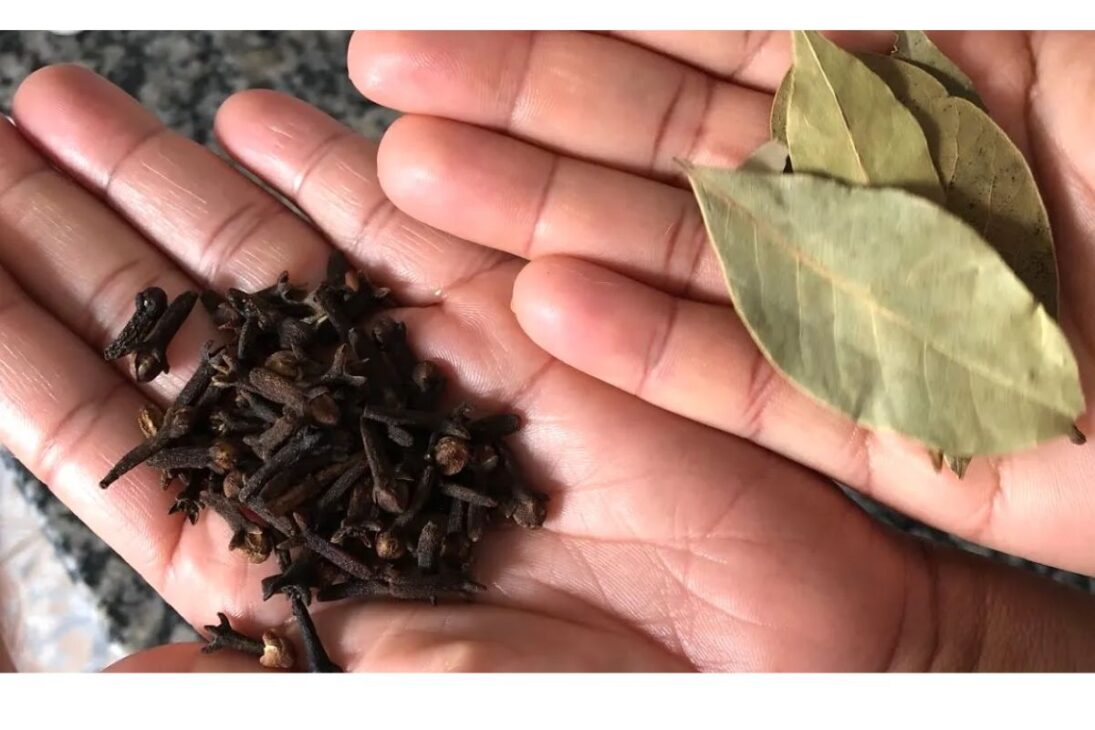 Método natural para afastar baratas já está na sua cozinha e ninguém te contou