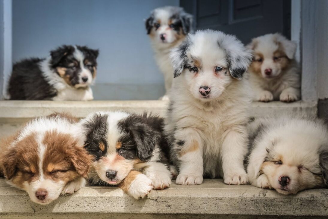 Nova lei na Austrália: Donos de cachorros na mira da lei: 3 horas diárias com o pet podem se tornar obrigatórias