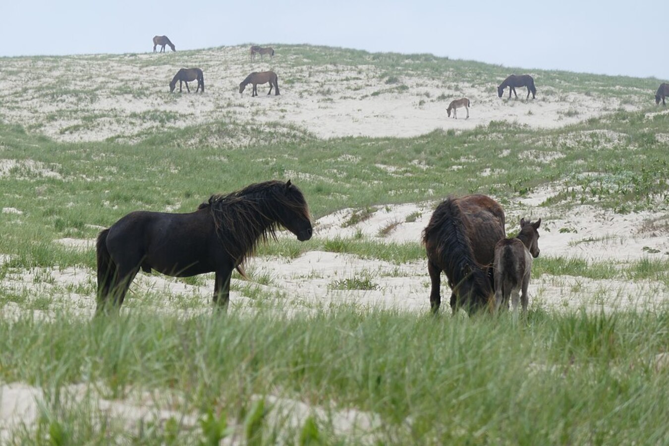 Ilha, Cavalos, Cavalos selvagens