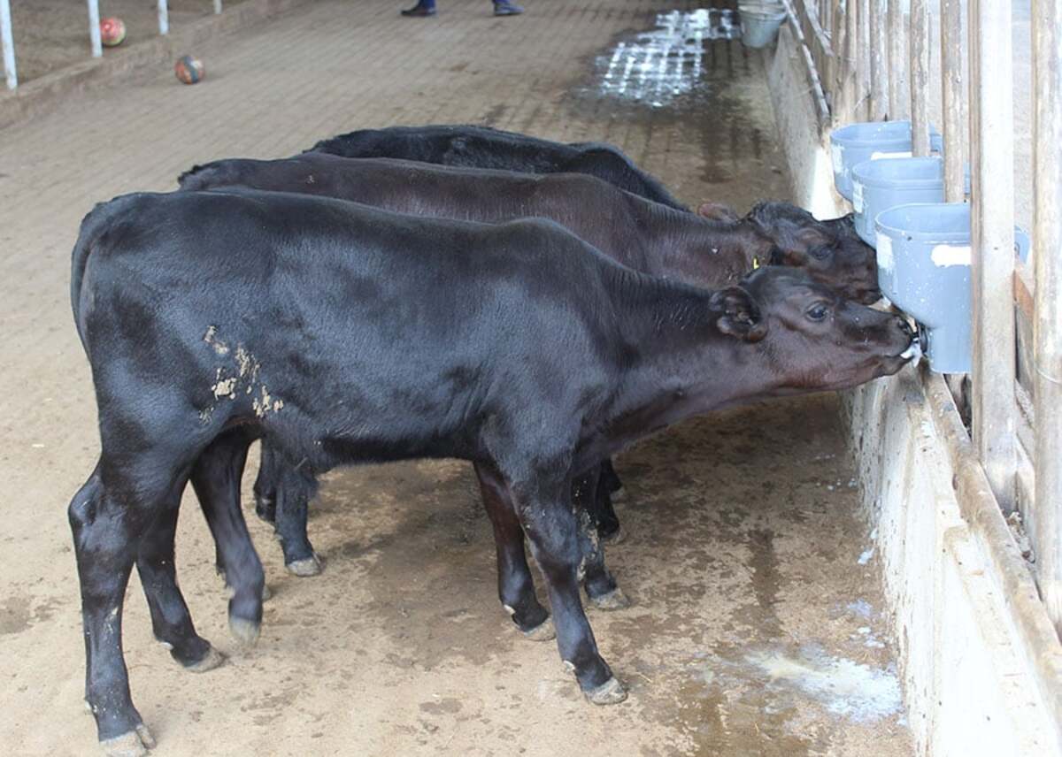 Entenda como foi feita a pesquisa para nascerem os primeiros bezerros geneticamente editados e o que isso muda na pecuária brasileira.