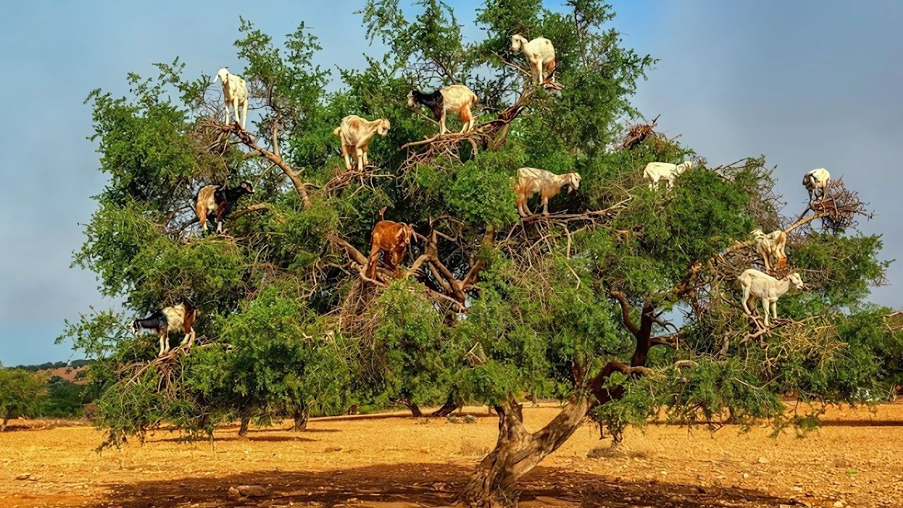 Cabras escaladoras