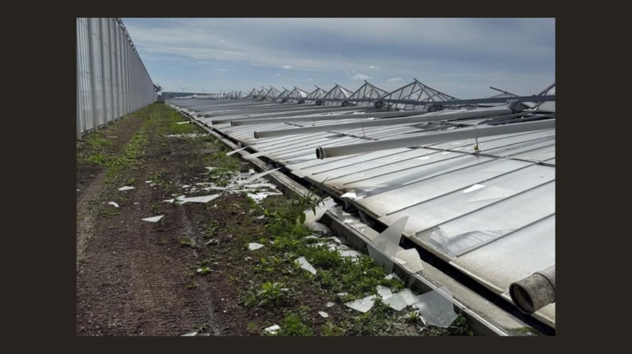 Estufa agrícola desabada na Holanda com estruturas metálicas colapsadas no solo, ao lado de área de plantação e céu parcialmente nublado