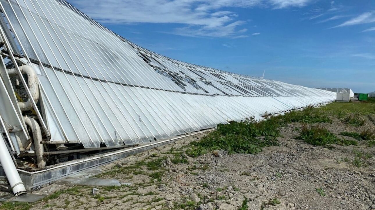 Estufa agrícola desabada na Holanda com estruturas metálicas colapsadas no solo, ao lado de área de plantação e céu parcialmente nublado