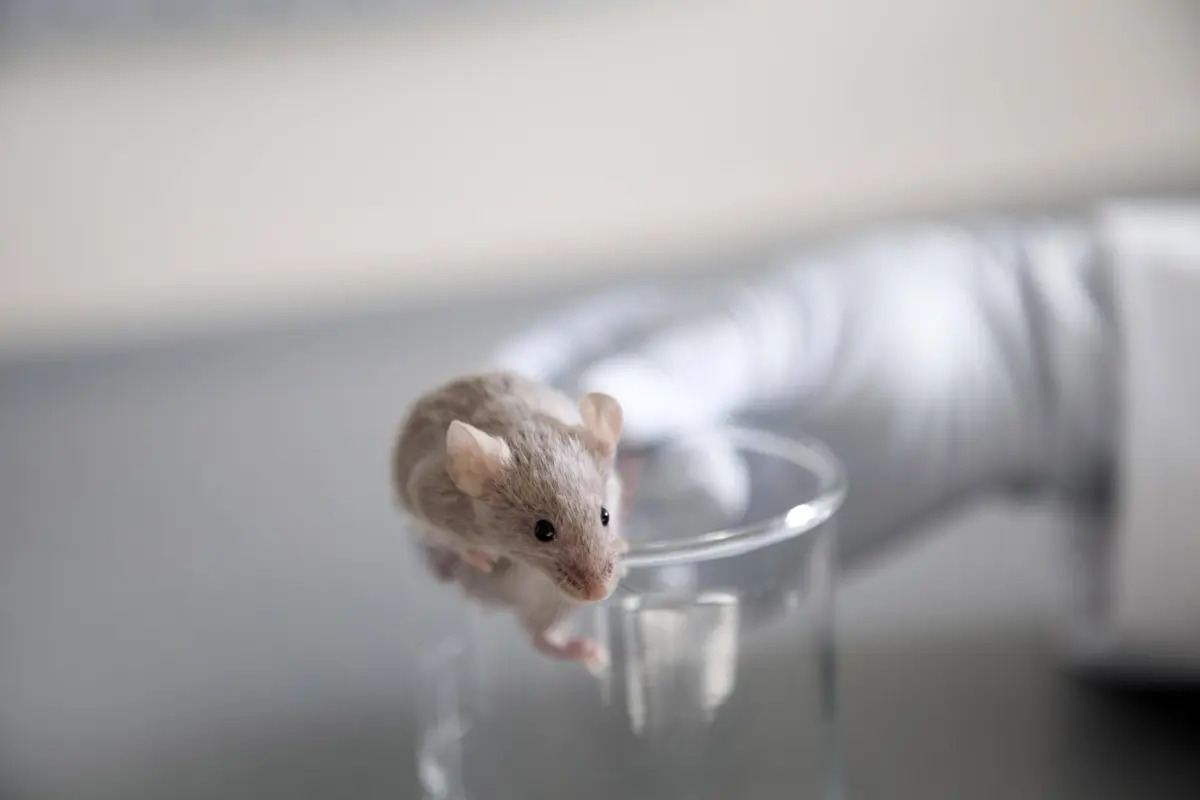 Cientistas criam tratamento que ensina o fígado a produzir o efeito do Ozempic. Saiba como isso pode mudar no futuro da obesidade e diabetes!