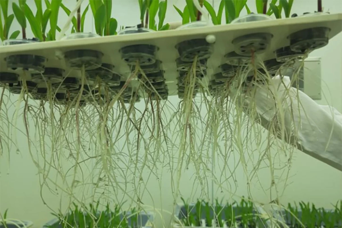 Uma descoberta revolucionária, diretamente da riqueza da Caatinga, promete transformar a agricultura brasileira o Hydratus.