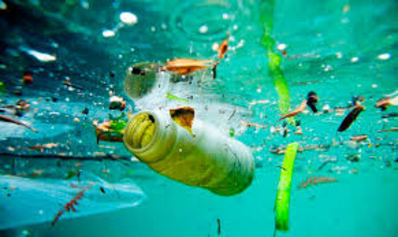 Cientistas descobrem que fungos marinhos podem ser usados para degradar plásticos nos oceanos. Solução natural pode mudar o jogo ambiental.