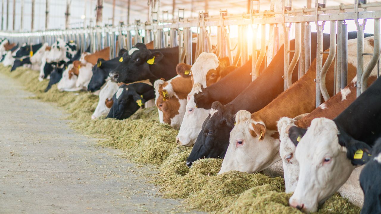 Índia é o maior produtor de leite do mundo, com mais de 221 milhões de toneladas anuais. Saiba como o país revoluciona o setor lácteo global com pequenos produtores e crescimento sustentável.