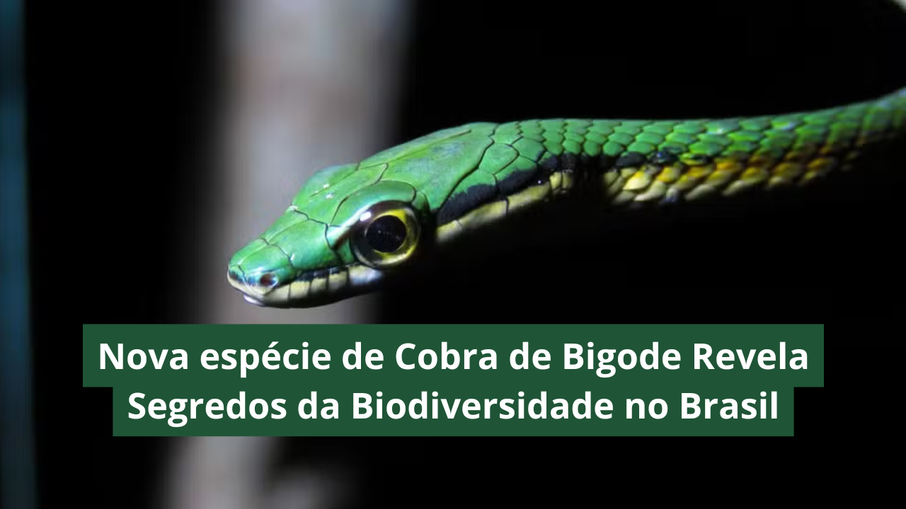 Nova espécie de cobra de bigode é descoberta no Cerrado do Brasil, revelando segredos da biodiversidade local!