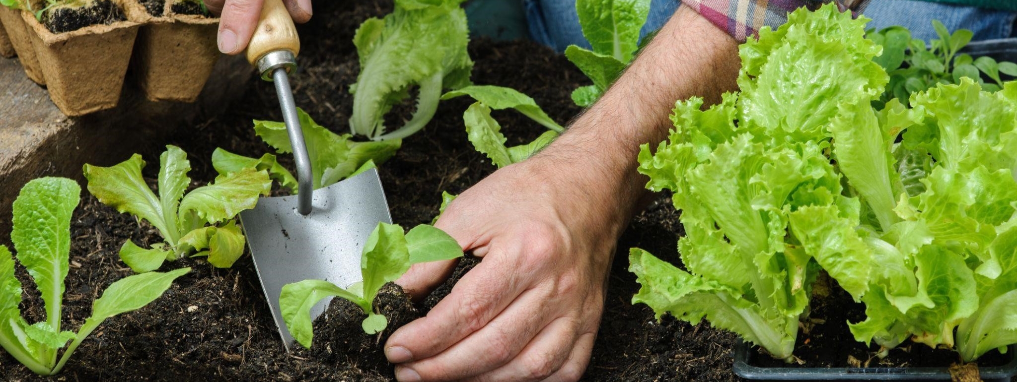 Quer saber o que plantar em julho? Esta época do ano é ideal para o cultivo de diversas culturas no Brasil nas diferentes regiões do país.