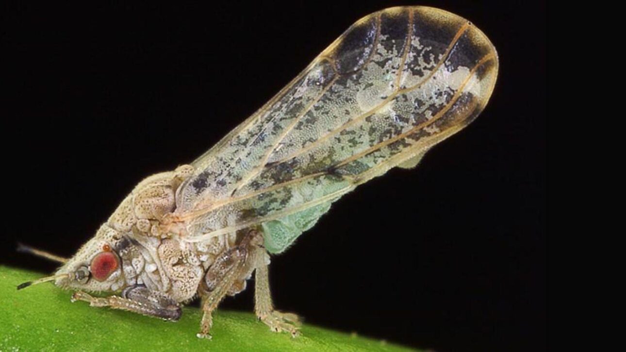 Gotas de óleo de copaíba escorrendo de uma folha, simbolizando controle natural do psilídeo que transmite o greening