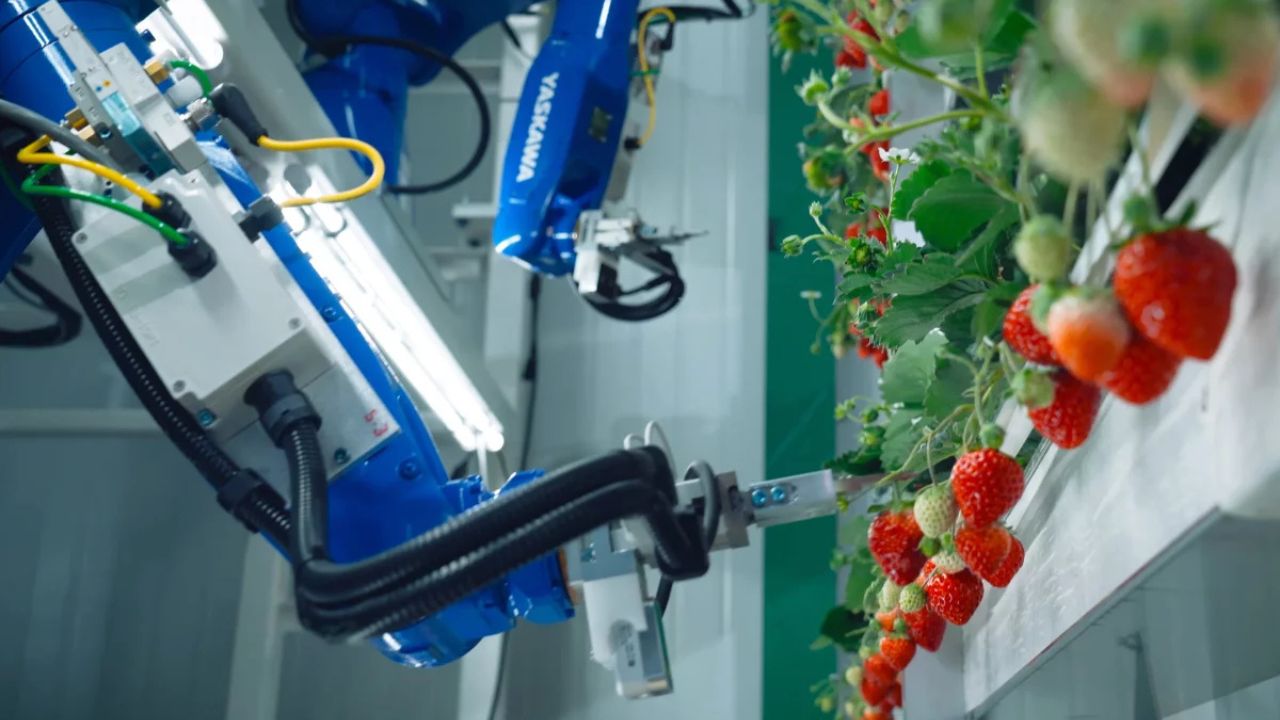 Robôs estão mudando o agro no Brasil. Conheça as tecnologias que estão revolucionando a colheita com mais precisão, menos perdas e mais sustentabilidade.