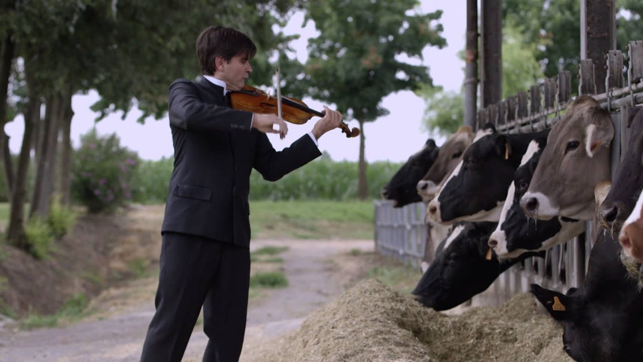 Entenda a prática de tocar música para vacas leiteiras como uma estratégia eficaz que facilita a ordenha e traz uma série de benefícios