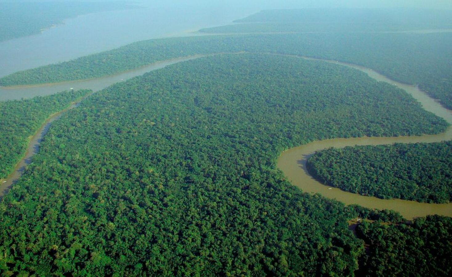 Amazônia, Floresta, OpenAI, Concurso