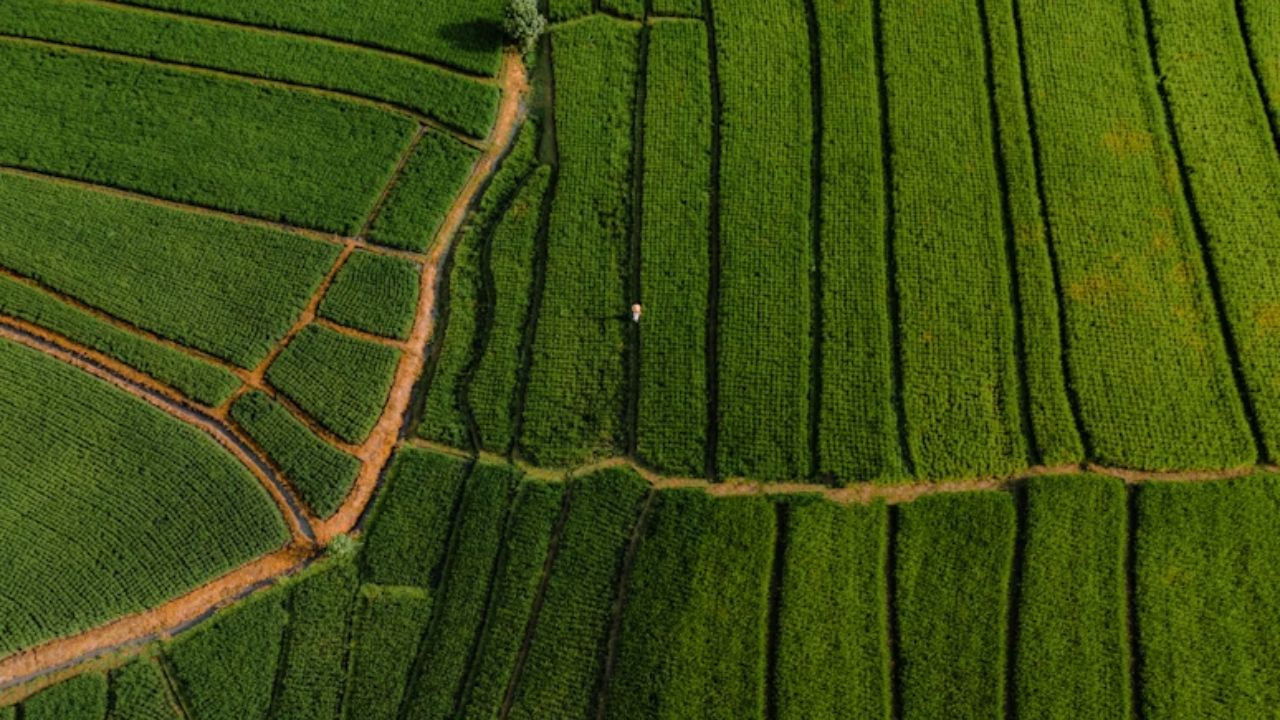 Agro brasileiro enfrenta dilema: modelo atual pode custar espaço no mercado internacional