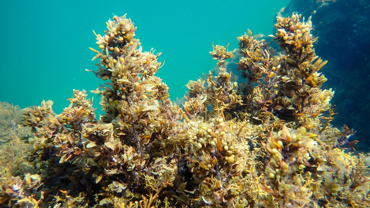 Pesquisadores da USP e UFSCar criam argila cerâmica leve com algas Sargassum, oferecendo solução inovadora e ecológica para a construção civil. Saiba como o sargaço virou aliado da sustentabilidade.