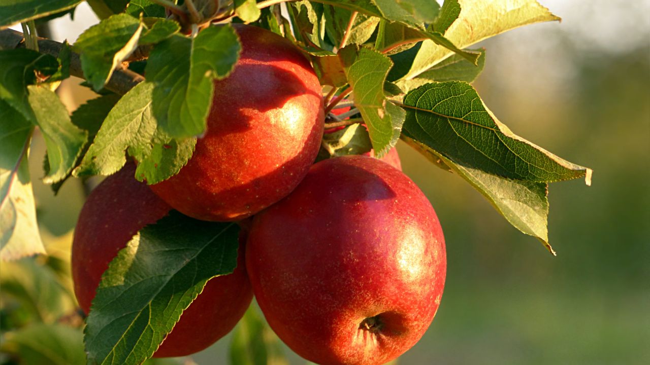 Inverno rigoroso beneficia safra de maçã no Sul do Brasil. Produção deve crescer 37% em 2026, com expectativa de frutos maiores e mais doces.