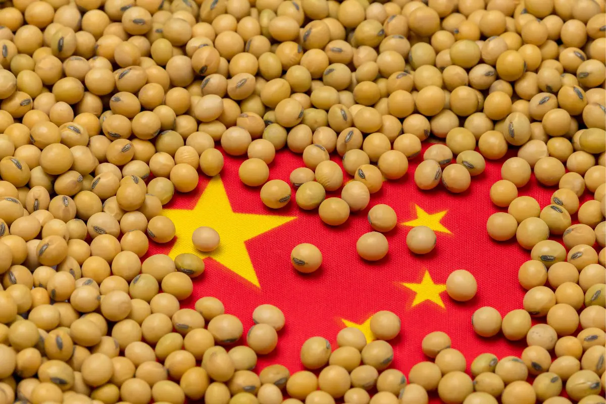 A China já responde por 75% da soja exportada pelo Brasil em 2025, fortalecendo sua posição no comércio global e aumentando a pressão sobre produtores dos Estados Unidos.