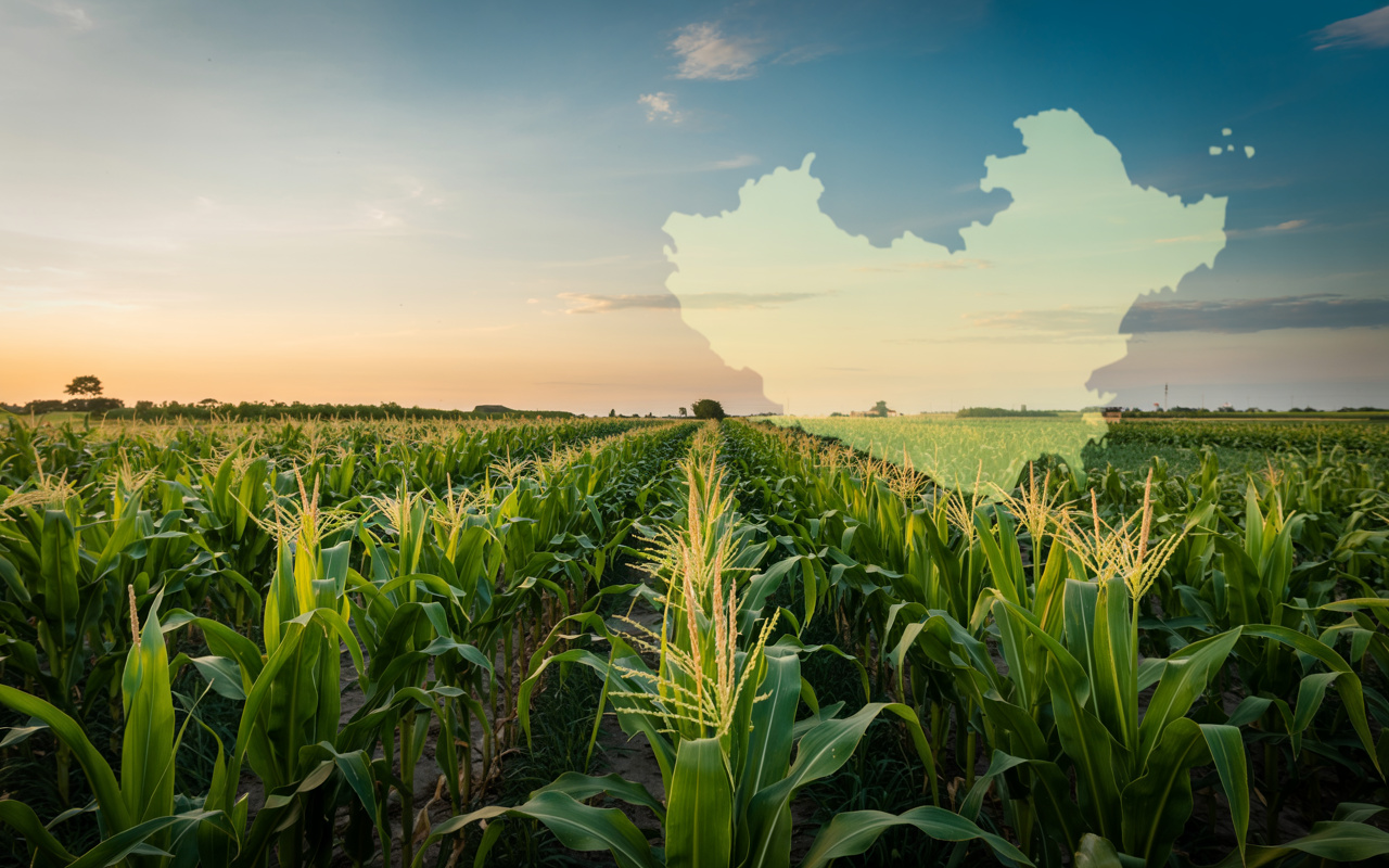 China autoriza soja e milho geneticamente modificados — movimento estratégico que pode redefinir o comércio agrícola mundial e inaugurar nova disputa contra EUA e Brasil