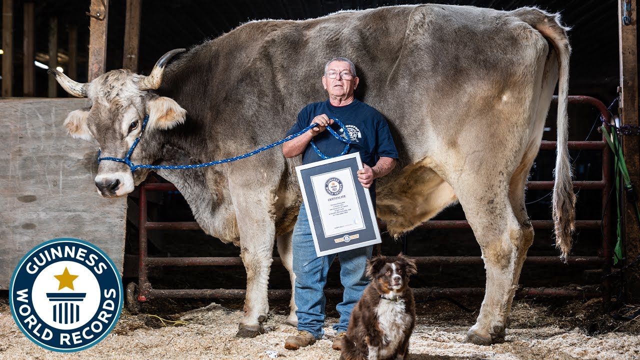 Descubra quais são os maiores touros do mundo, com recordes de peso e altura que impressionam em feiras e no Guinness World Records.