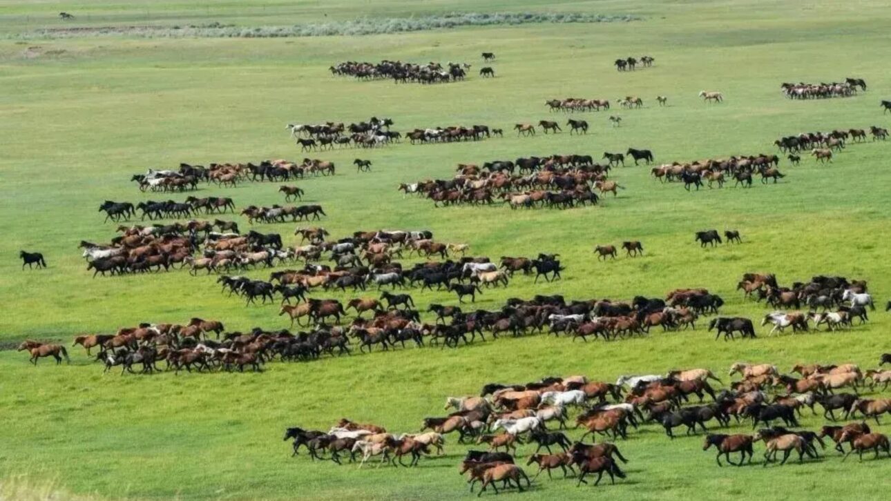 Conheça a Fazenda de Shandan, a maior fazenda de cavalos do mundo, com 10 mil animais, 2.100 anos de história e administração militar.