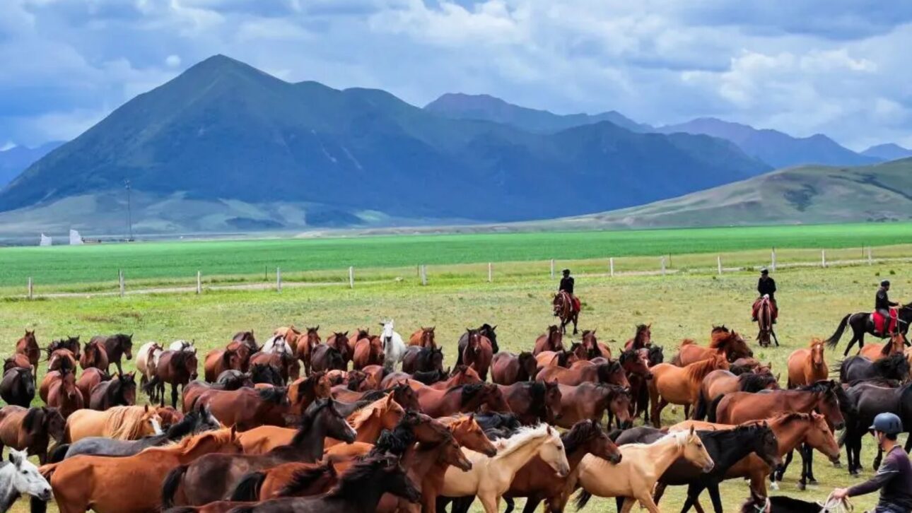 Conheça a Fazenda de Shandan, a maior fazenda de cavalos do mundo, com 10 mil animais, 2.100 anos de história e administração militar.